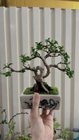 Bonsai Mini