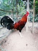 Gà cỏ vl