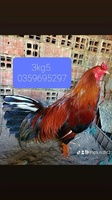 Trại Gà Phú Hưng