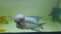 cu đen
