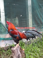 H Ù N G 95