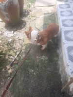 hiền