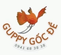 Guppy Gốc Đề
