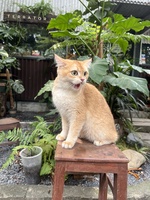 Trần Hữu Tình