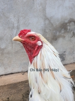 Chí Bảo Mỹ Hiệp