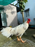 kiệt nhỏ 