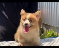 Thức Trần Corgi Thuần Chủng TPHCM