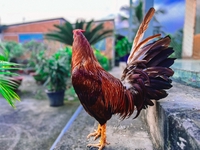 Nhã Hân