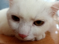 aaaaa