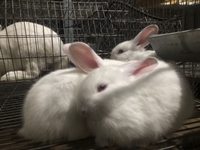 trại thỏ sỉ và lẻ