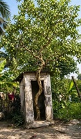 Thái Bảo