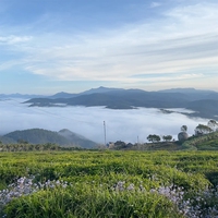 Vũ Phong