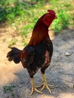 PHAMGAN