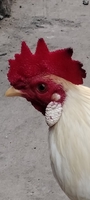 bibi