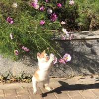 Như Ý