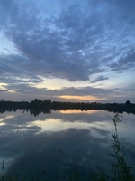 Việt