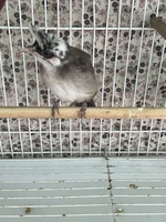 Nguyễn Mạnh Quyền