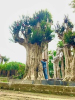 Ngọc