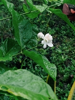 A Dương 