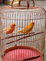 Cường Trần