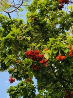 Buôn bán Dạo sống qua ngày 