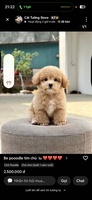 mua hết