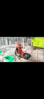 tre asil mỹ mini