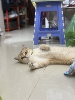 Nguyễn Tuấn Anh