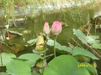 nguyên