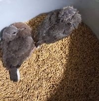 Ngọc Anh Ngọc Anh