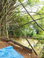  Quang