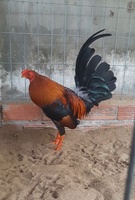 Gà úa bổn việt