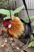 Viet ga rung