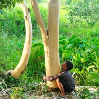 Thành Trầm Hương