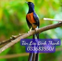 Đoàn nhựt Tân