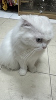 Phạm Thị Kim Anhh