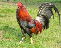 thuận mua vừa bán