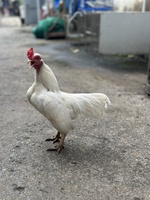 Tuấn Đôrêmon