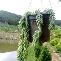Phạm Lợi