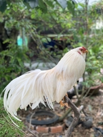 Hoàng Gà Kiểng