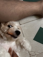 Bảo