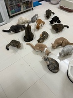 Nguyễn Thành Tín