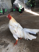 văn 
