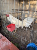 bán gà 