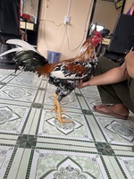 Kevin Dương