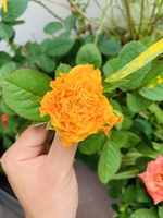 Gạo Bốn Phương