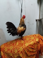 uy tín là tất cả 