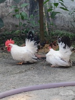Hậu Gà