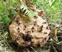 TUYẾT LÊ