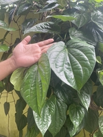 Phạm Thị Thúy Hiền
